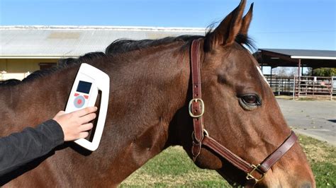 equine livestock rfid chips and reader|equine identification microchip.